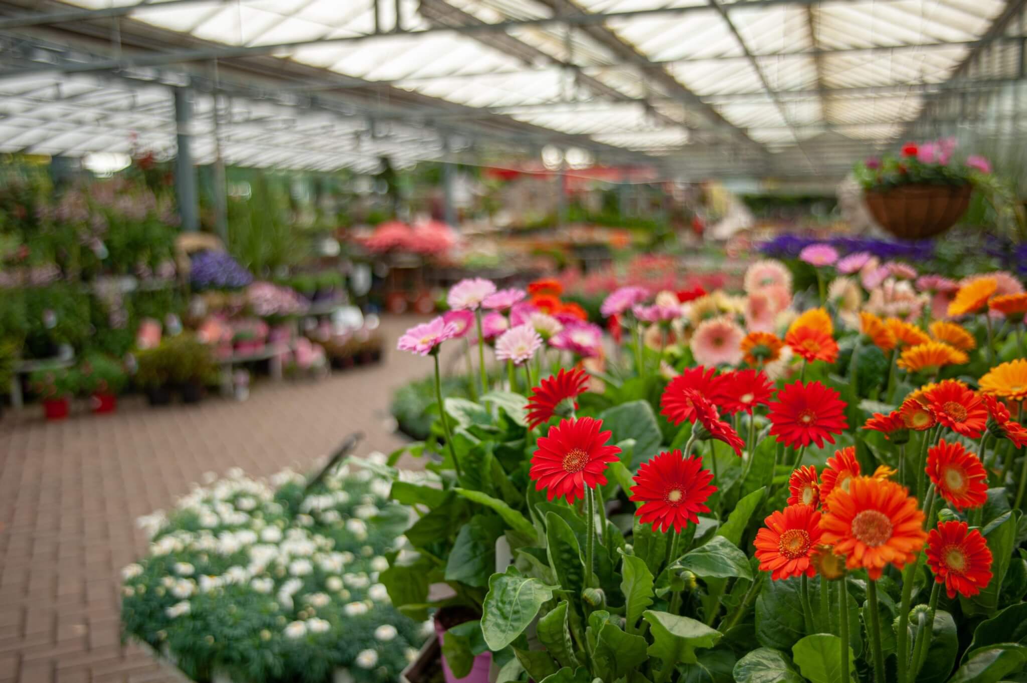 A vibrant greenhouse with various colorful flowers, including red and pink gerbera daisies, neatly arranged on display. - Home Instead