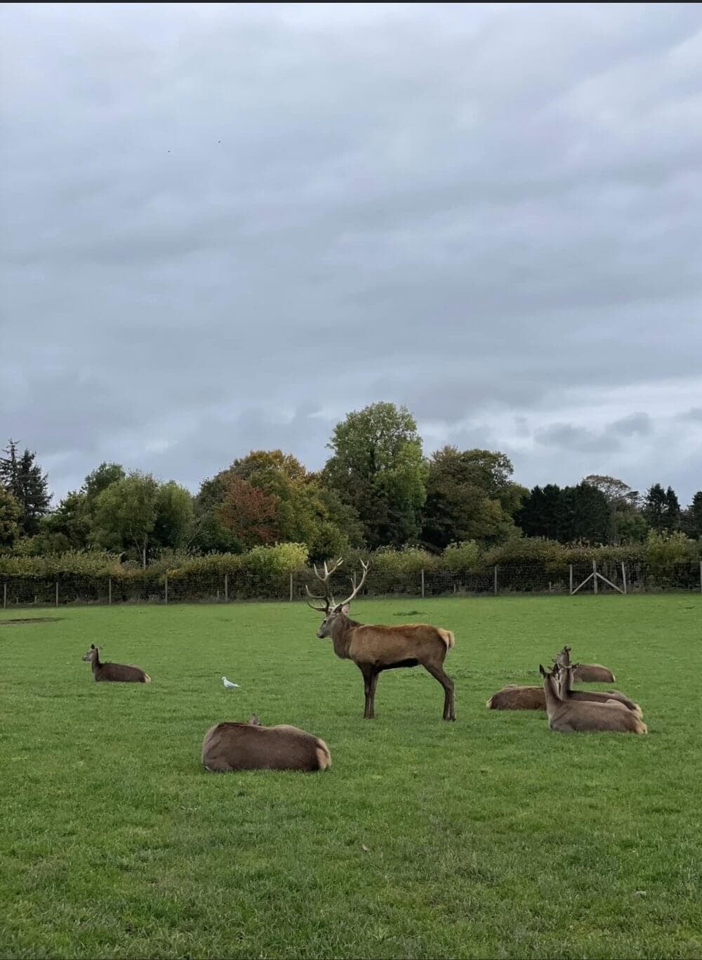 Several deer lying on green grass with one standing deer in an open field under a cloudy sky. Trees in the background. - Home Instead