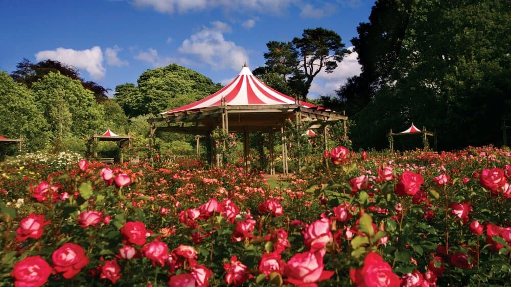 A garden with blooming pink roses and a red-and-white striped gazebo under a blue sky with scattered clouds. - Home Instead