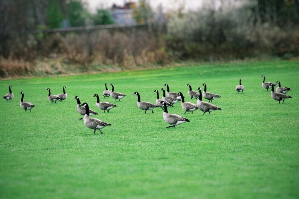 A flock of Canadian geese standing and grazing on a lush green field with trees and buildings in the background. - Home Instead