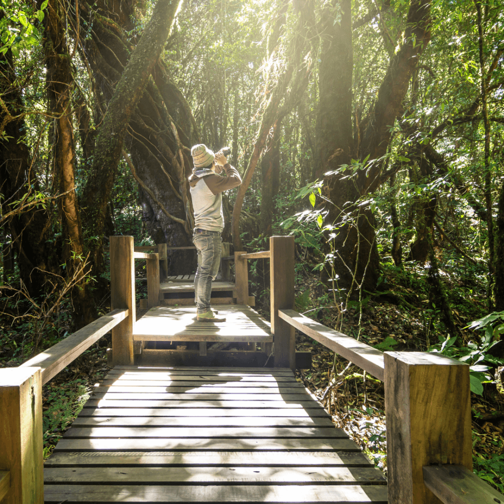 A person in a white hat holds a child on a wooden bridge in a sunlit forest. - Home Instead