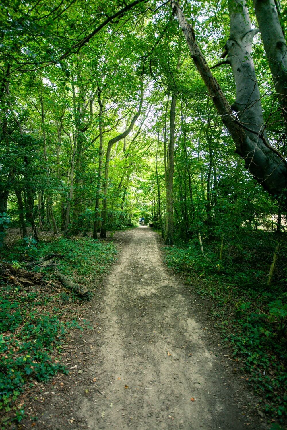 A dirt path winds through a lush, green forest with sunlight filtering through the dense canopy of trees. - Home Instead