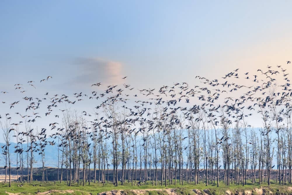 A large flock of birds flies over a grove of tall, thin trees against a clear blue sky at sunset. - Home Instead