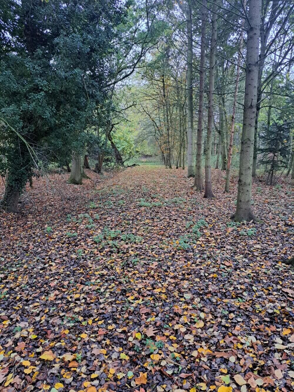 A forest pathway covered in fallen leaves, lined with trees on both sides, during autumn. - Home Instead