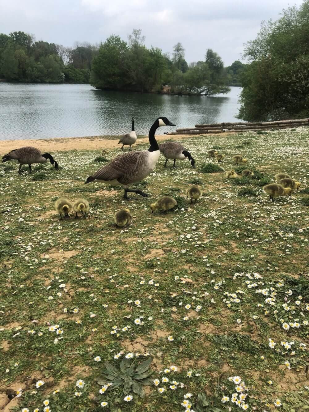 Geese and goslings walking on a flower-covered grassy shore next to a lake with trees in the background. - Home Instead