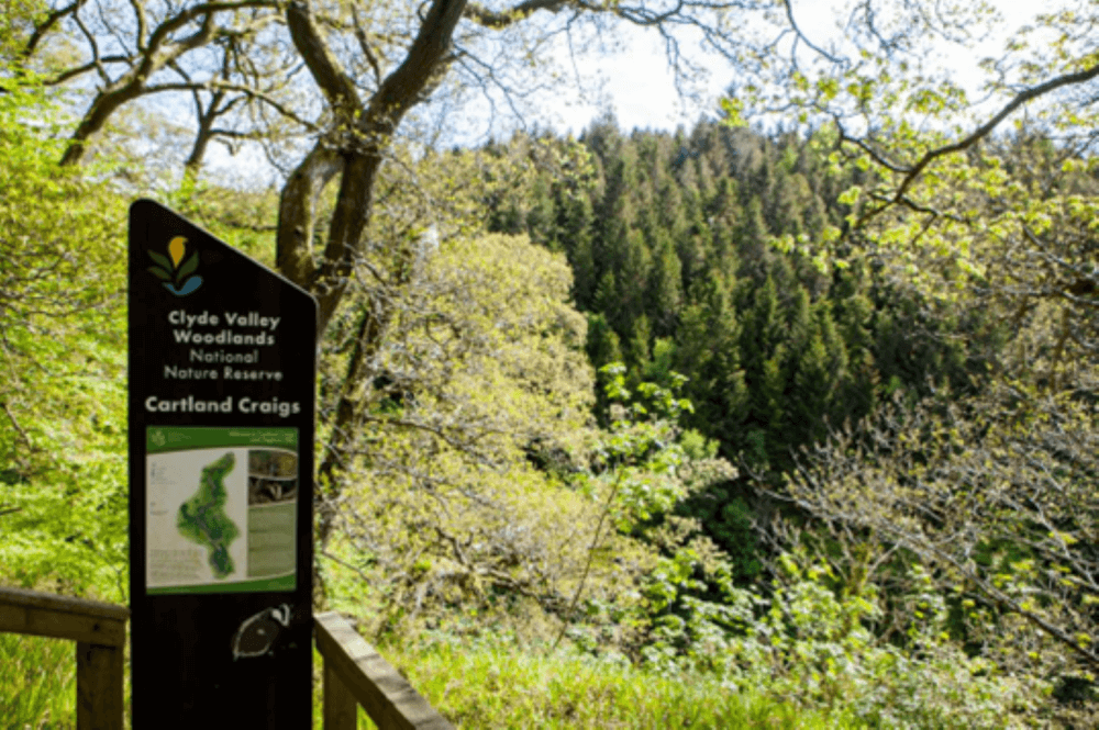 Sign for Cartland Craigs in Clyde Valley Woodlands National Nature Reserve, with lush forest in the background. - Home Instead