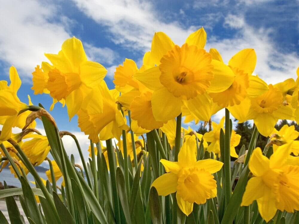 Bright yellow daffodils with green leaves bloom under a blue sky with scattered white clouds. - Home Instead