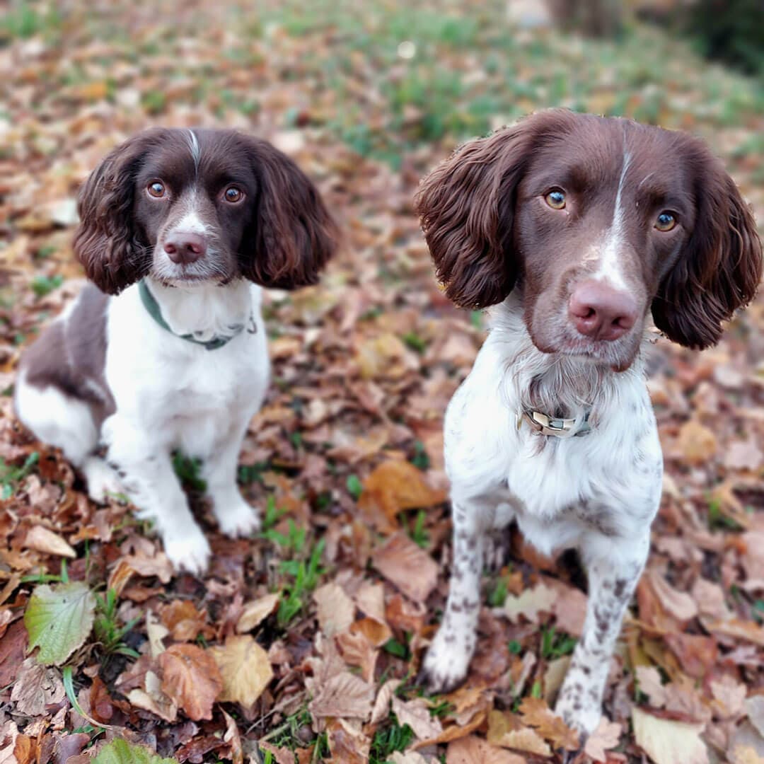 Indi and Fergus