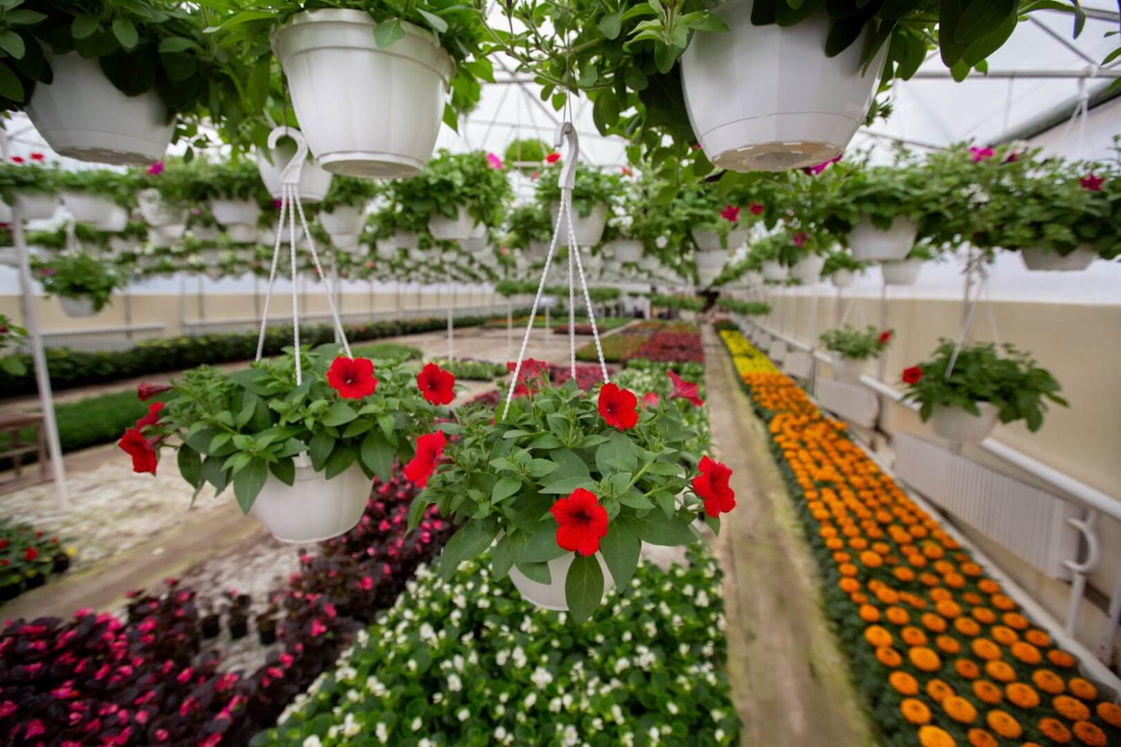 Greenhouse with hanging pots of red flowers and rows of various colorful flowers on the ground. - Home Instead