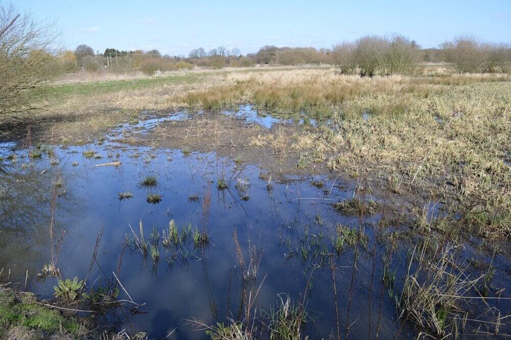 A wetland area with patches of grass and shrubs on a sunny day, reflecting the blue sky above in the water. - Home Instead