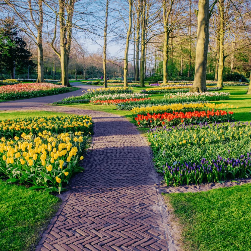 A brick path winds through a park with manicured gardens, featuring beds of colorful tulips and tall trees. - Home Instead