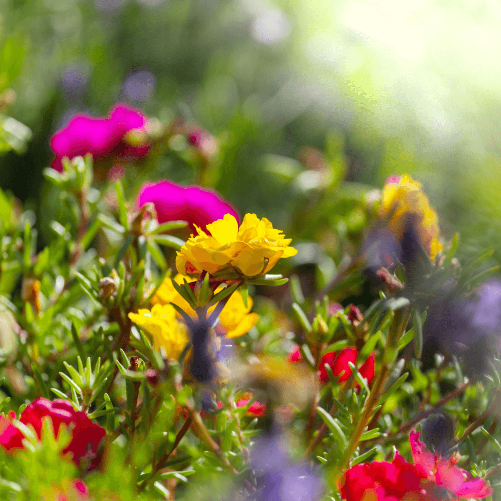 Close-up of a vibrant garden with yellow and pink flowers in full bloom under soft sunlight. - Home Instead