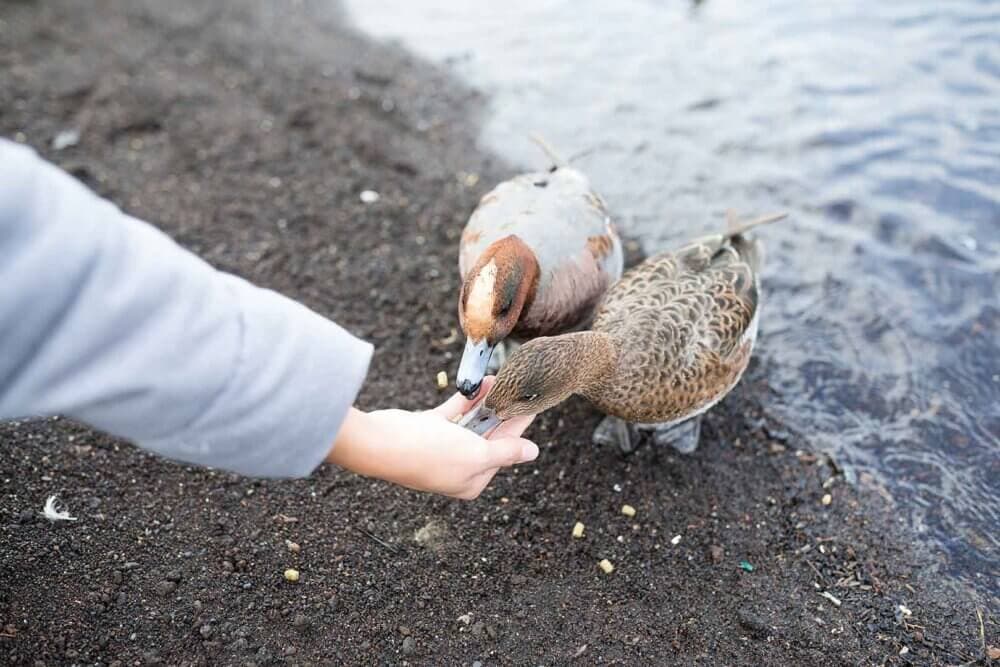 A person feeds two ducks by hand on a sandy lakeside. - Home Instead