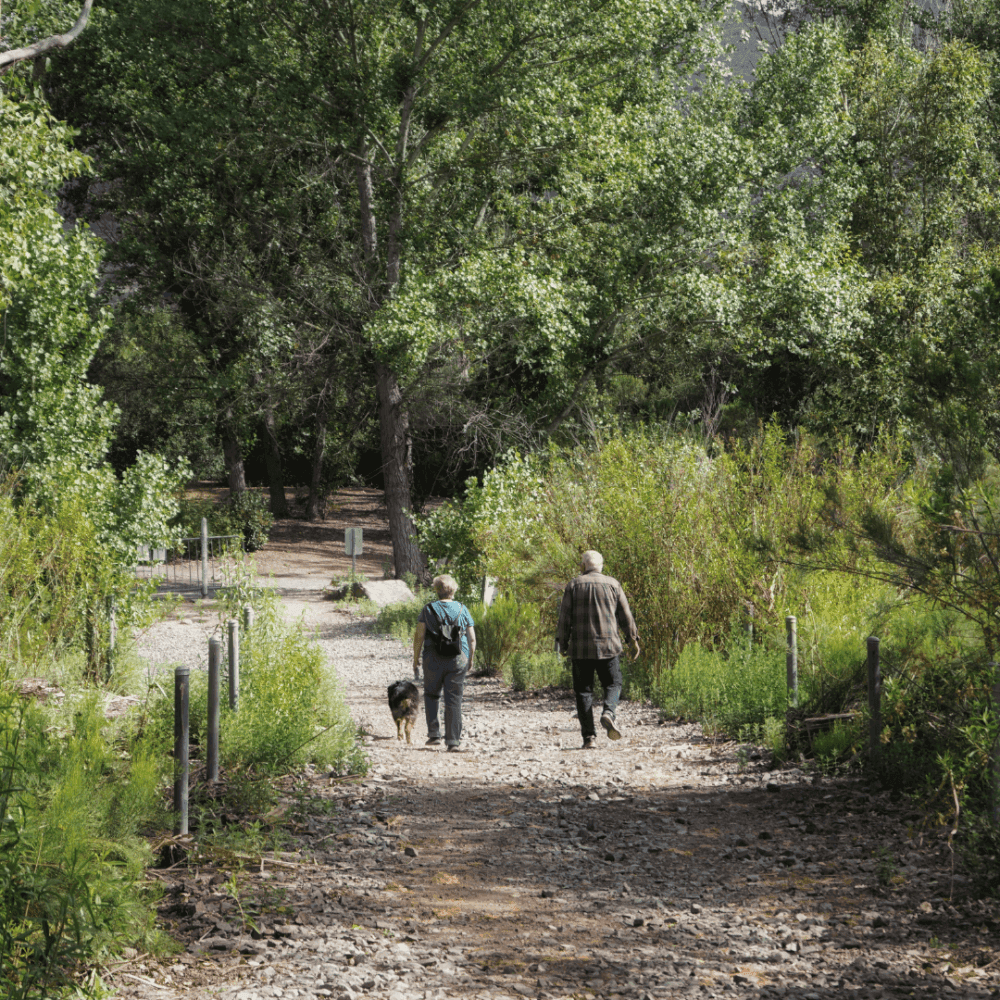 Two people walking a dog on a forest trail surrounded by trees and greenery. - Home Instead