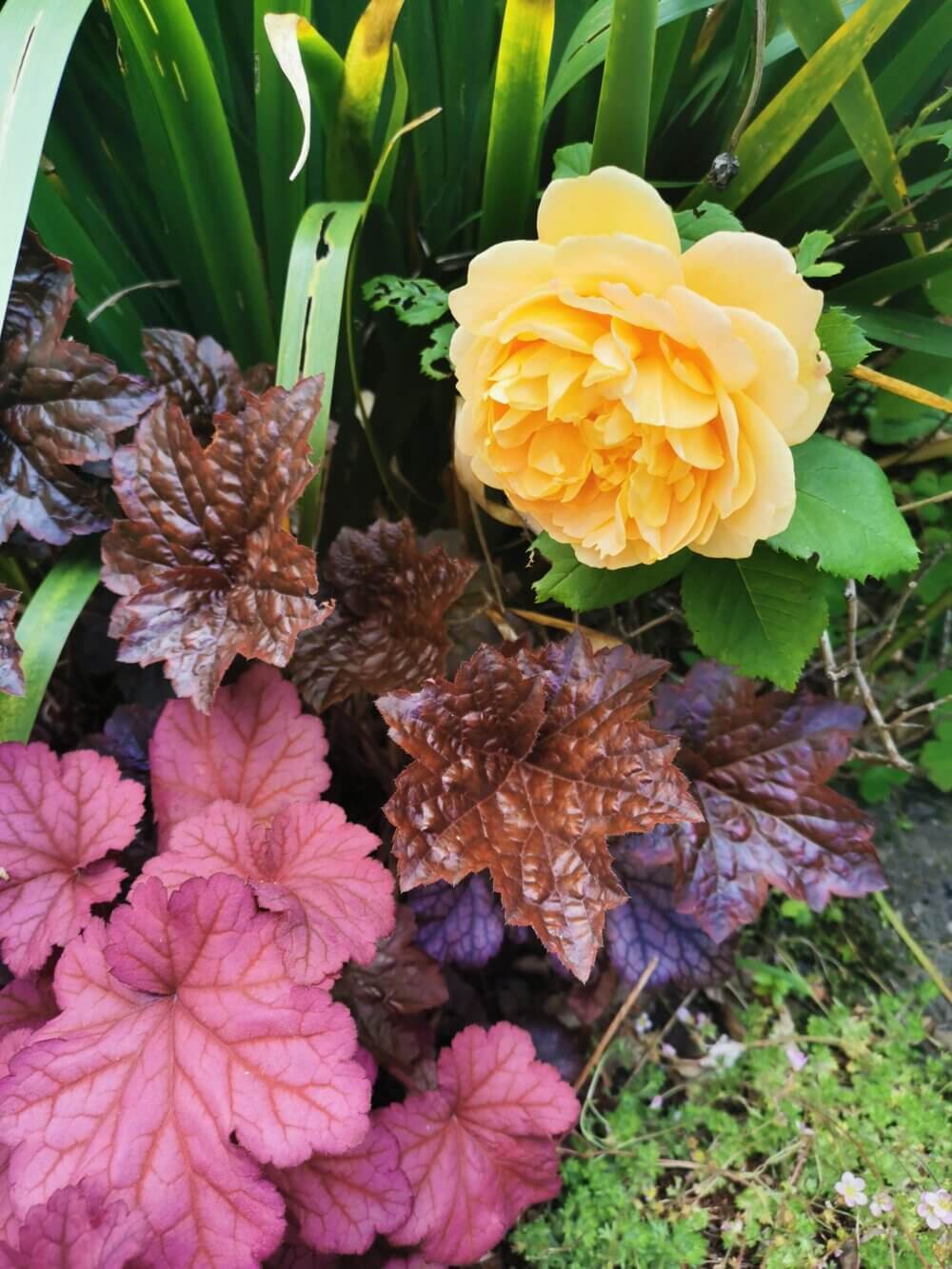 Yellow rose with green leaves above dark red and pink foliage in a garden setting. - Home Instead