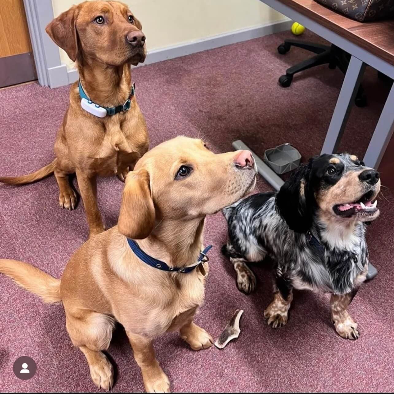 Three dogs, a brown Labrador, a yellow Labrador, and a black and white Spaniel, sit attentively indoors on a maroon carpet. - Home Instead