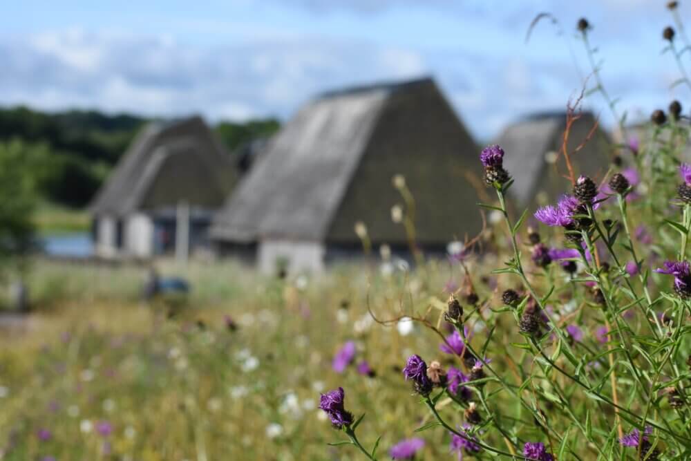 Purple wildflowers in focus with blurry thatched-roof cottages and a lush green background. - Home Instead