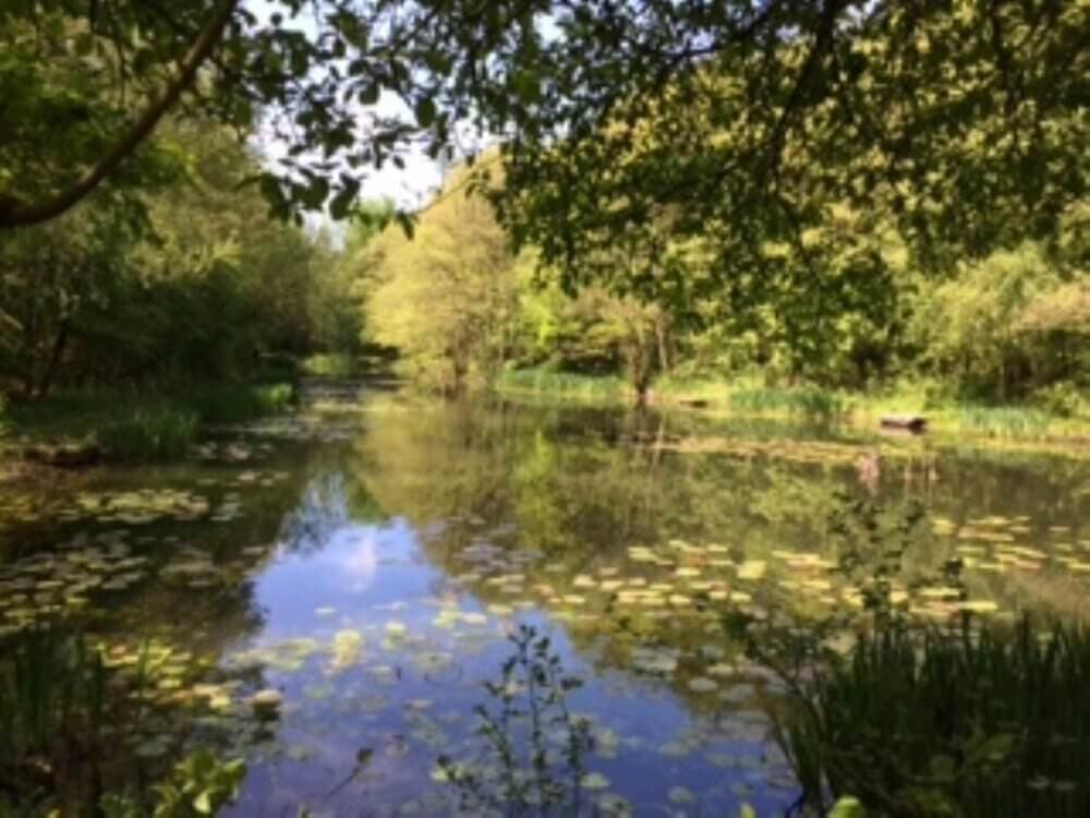 A serene pond surrounded by lush greenery, with lily pads floating on the water and trees reflecting in its surface. - Home Instead