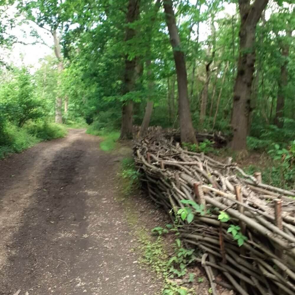 A dirt path in a forest beside a rustic woven wooden fence and tall trees. - Home Instead