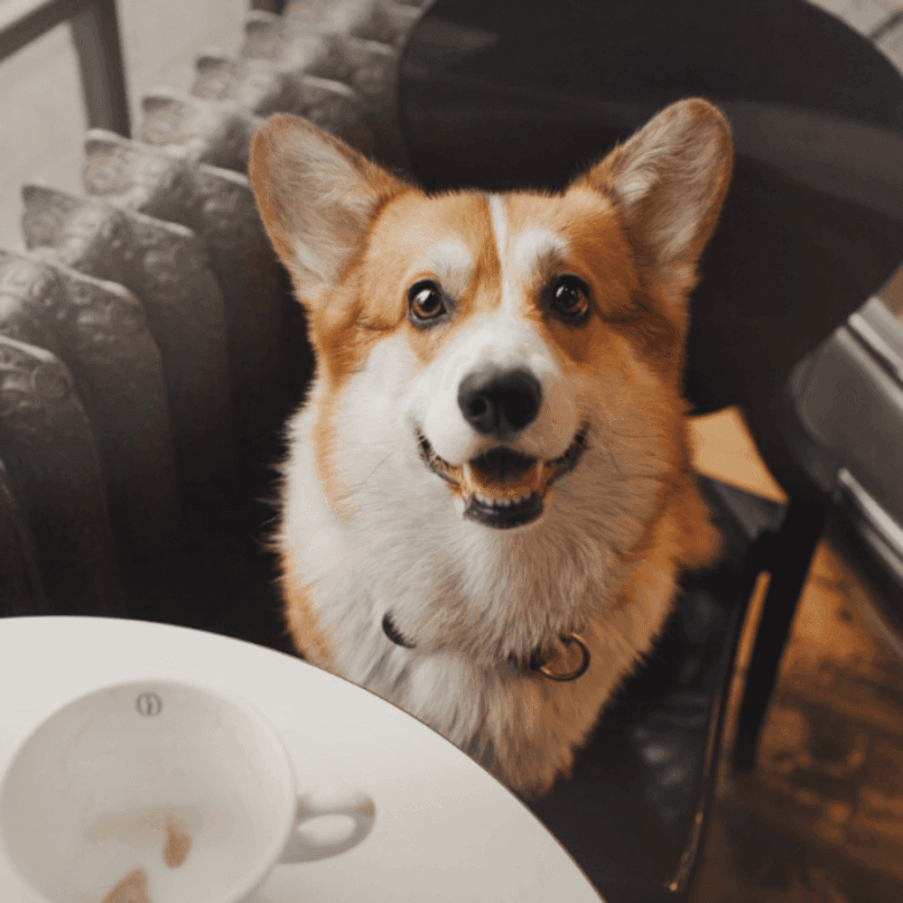 A happy corgi dog sits on a chair in a cafe, with a white coffee cup on the table in front of it. - Home Instead