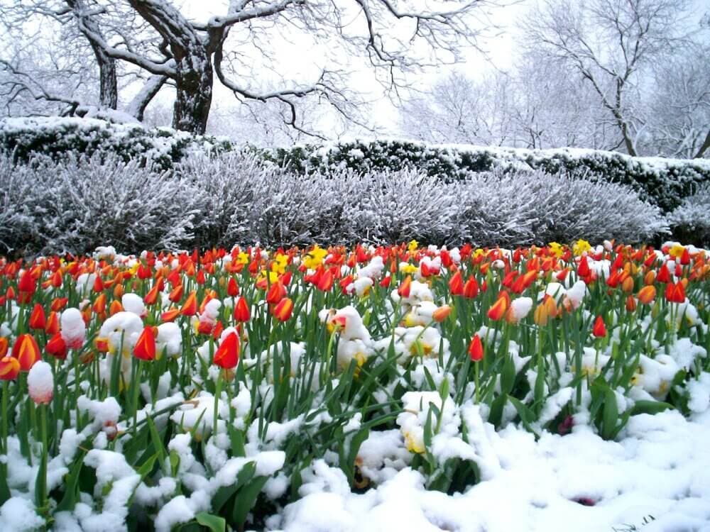 Bright tulips covered in snow with a backdrop of leafless trees and a hedge also dusted with snow. - Home Instead