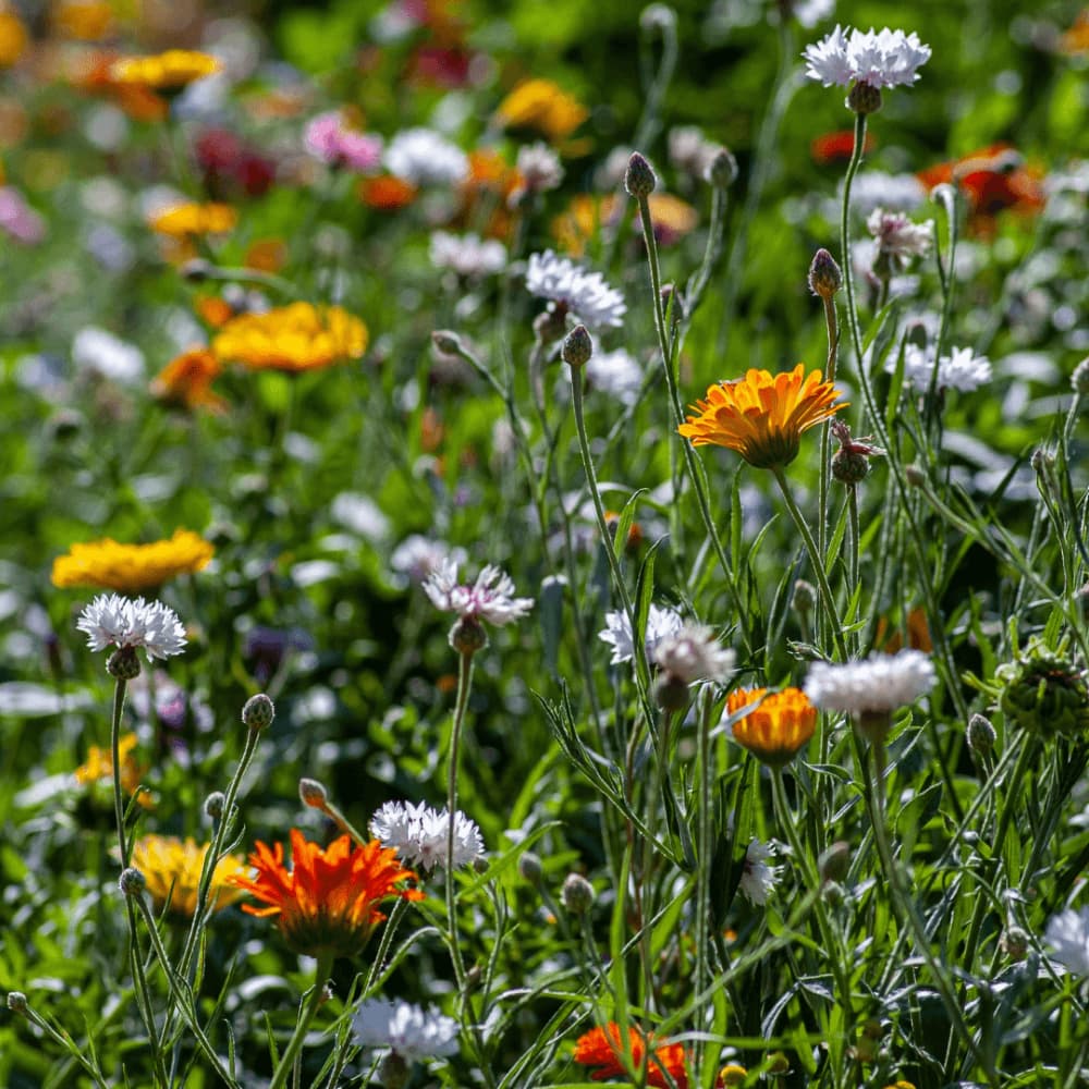 A vibrant garden filled with various colorful flowers, including orange, red, and white blossoms, against a lush green backdrop. - Home Instead