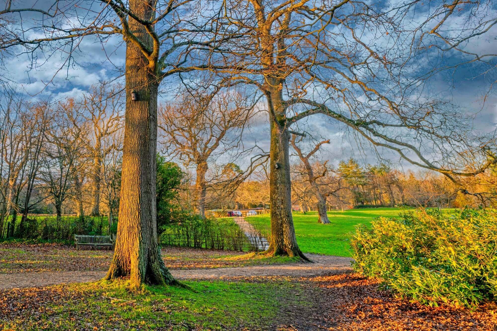 A late autumn park scene with bare trees, a bench, green grass, and a cloudy sky. - Home Instead
