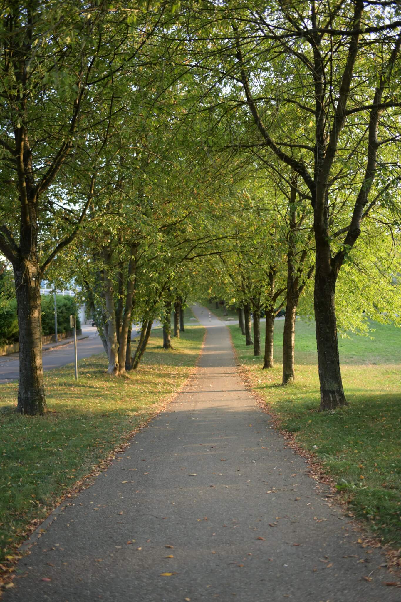 A tree-lined path with green grass and fallen leaves on either side, stretching into the distance. - Home Instead