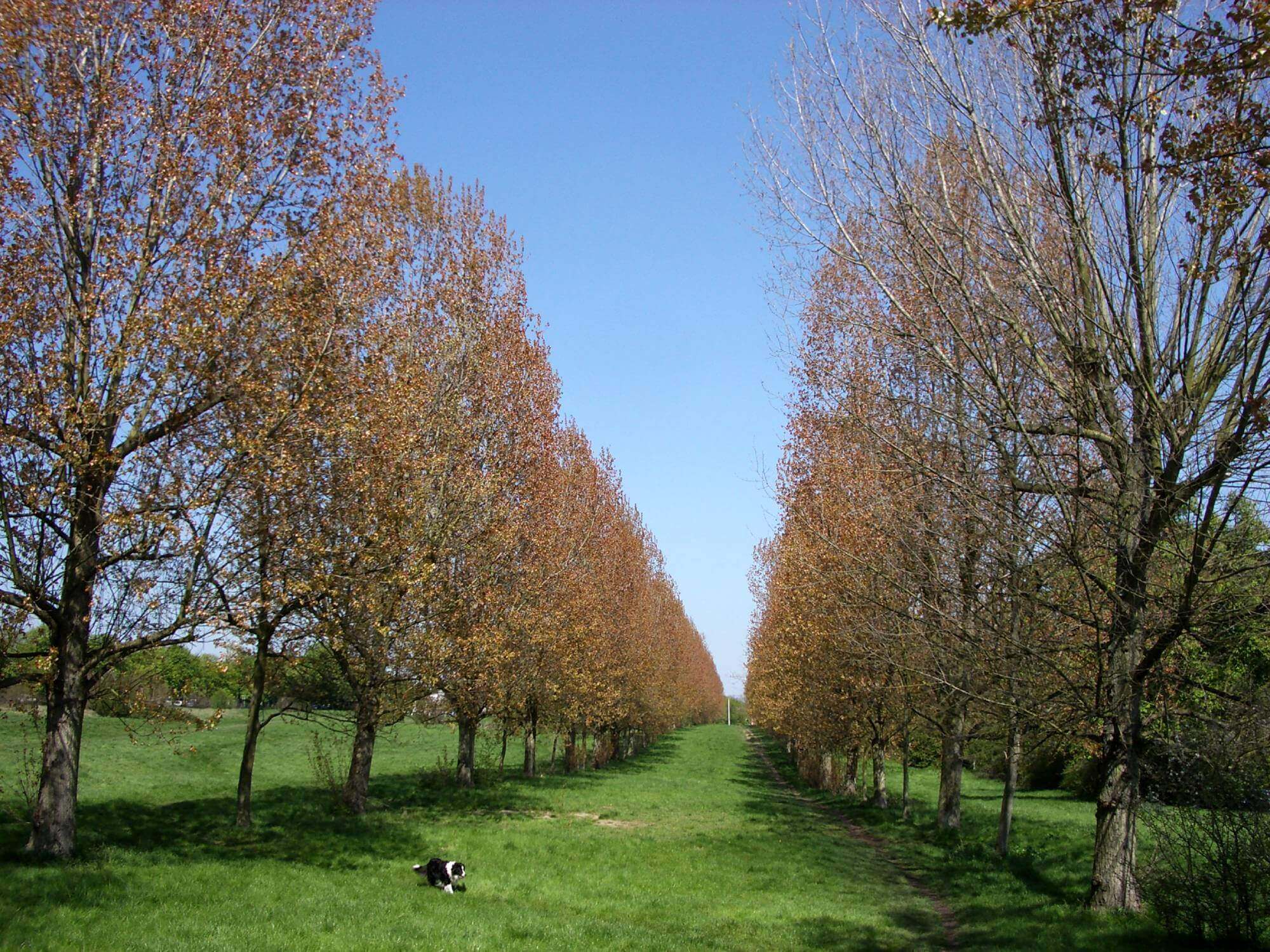 Row of trees with autumn leaves on either side of a grassy path; a black and white dog sits on the grass. - Home Instead