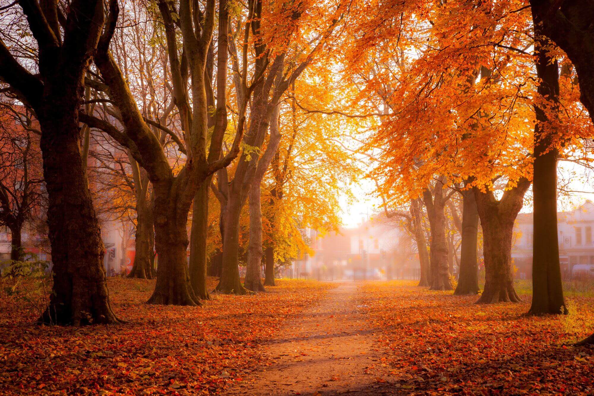 A pathway lined with trees covered in vibrant autumn foliage, with sunlight filtering through the leaves. - Home Instead