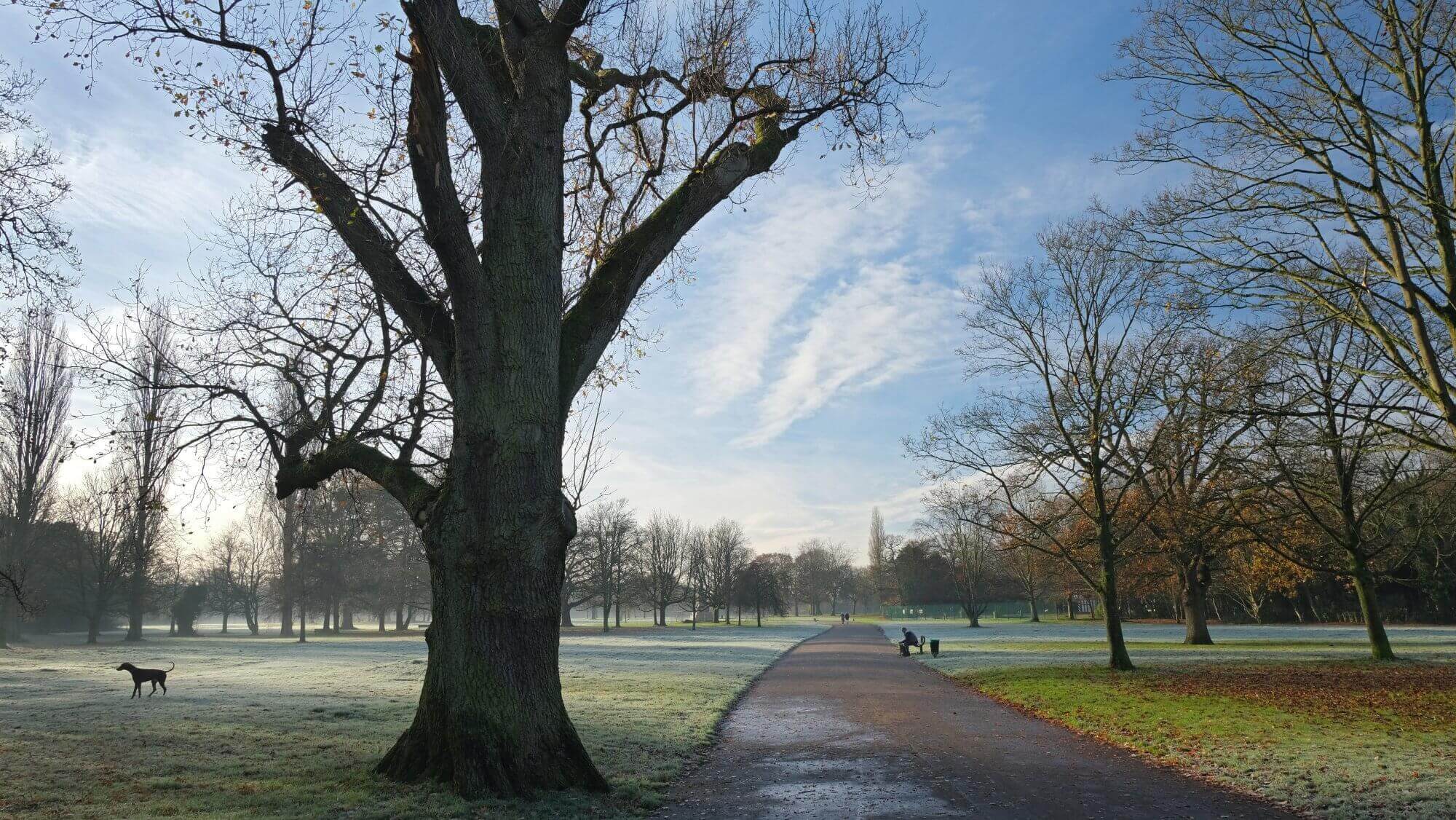 A frost-covered park with a large tree, walking path, and a dog in the distance on a clear, sunny day. - Home Instead