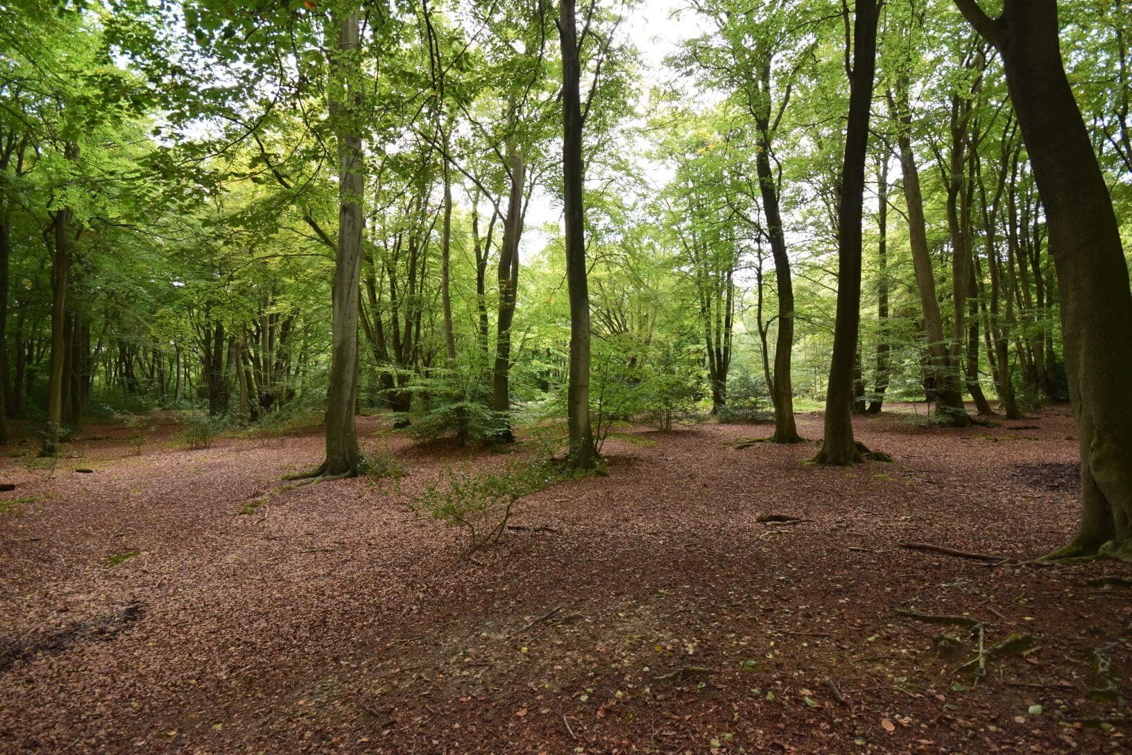 Walkwood