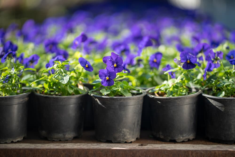 Rows of purple pansies in black pots arranged neatly, in a garden center or nursery setting. - Home Instead