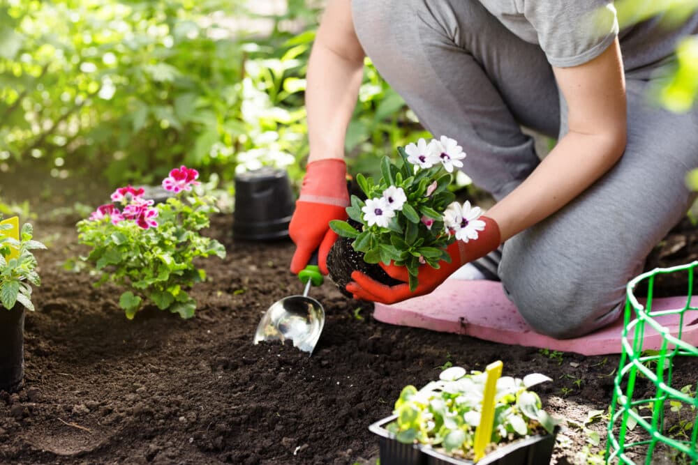 Person wearing red gloves planting flowers in a garden with a small shovel, surrounded by various potted plants. - Home Instead
