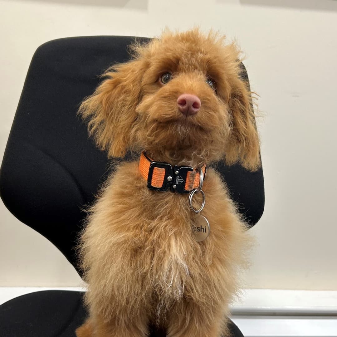 Welcoming Yoshi to Our Team