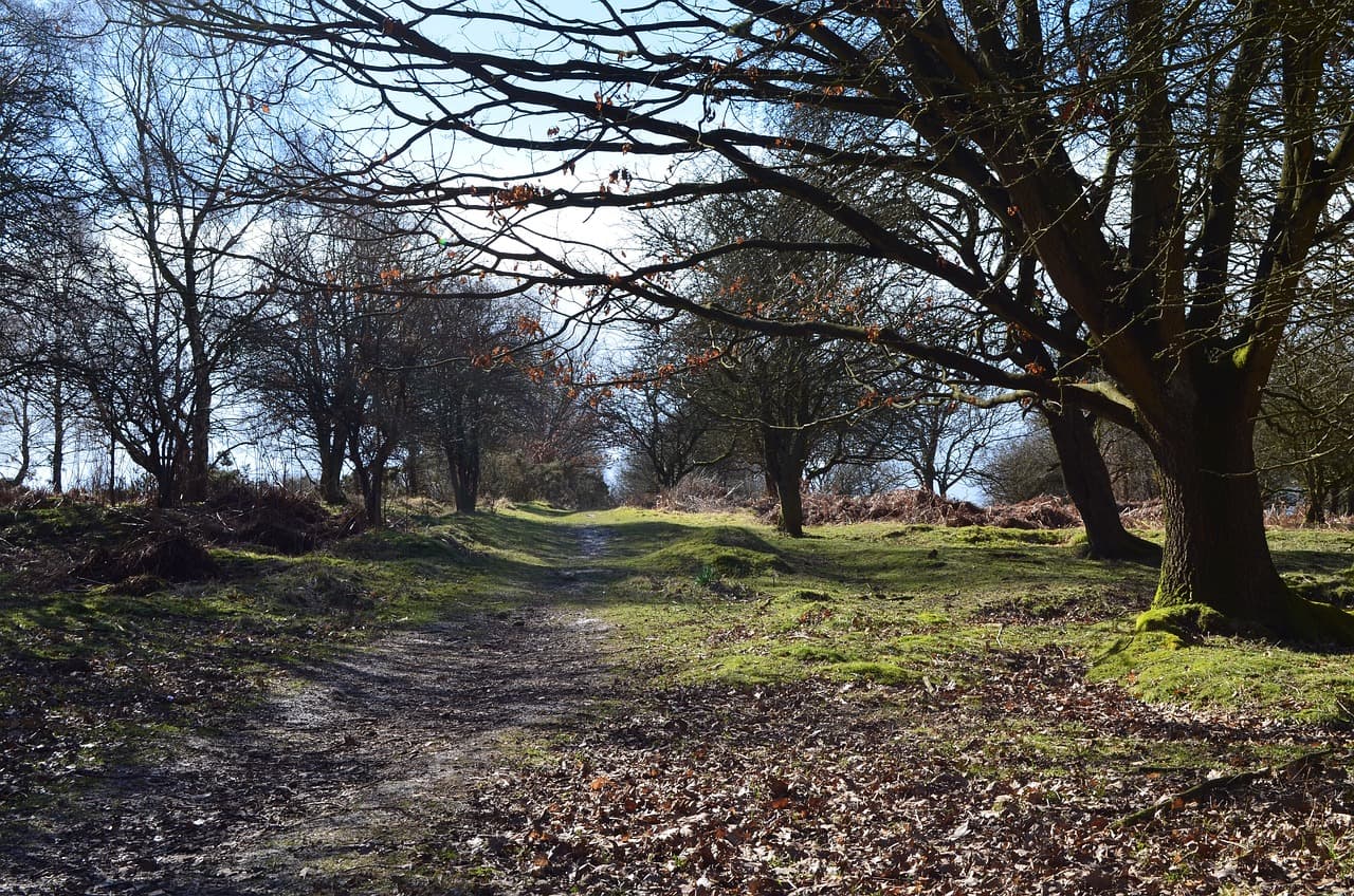 Cannock Chase