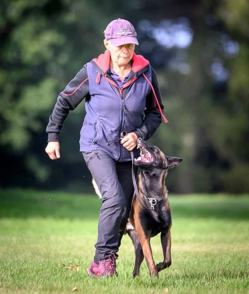 An older woman walks on grass with a focused Belgian Malinois dog at her side. - Home Instead