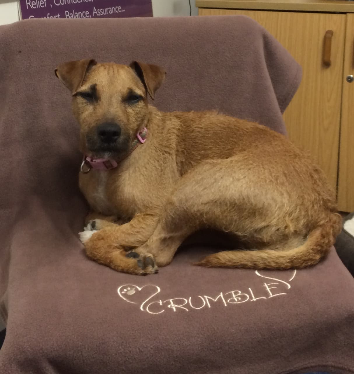 Brown dog with a pink collar lying on a blanket embroidered with the name "Crumble" and a heart. - Home Instead