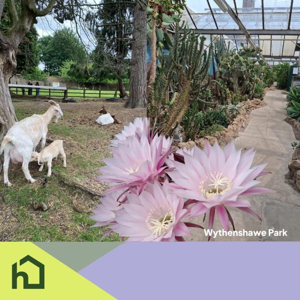 Goats resting under trees and pink flowers in a greenhouse at Wythenshawe Park. - Home Instead