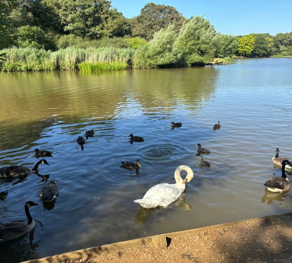 A beautiful place with ducks swimming