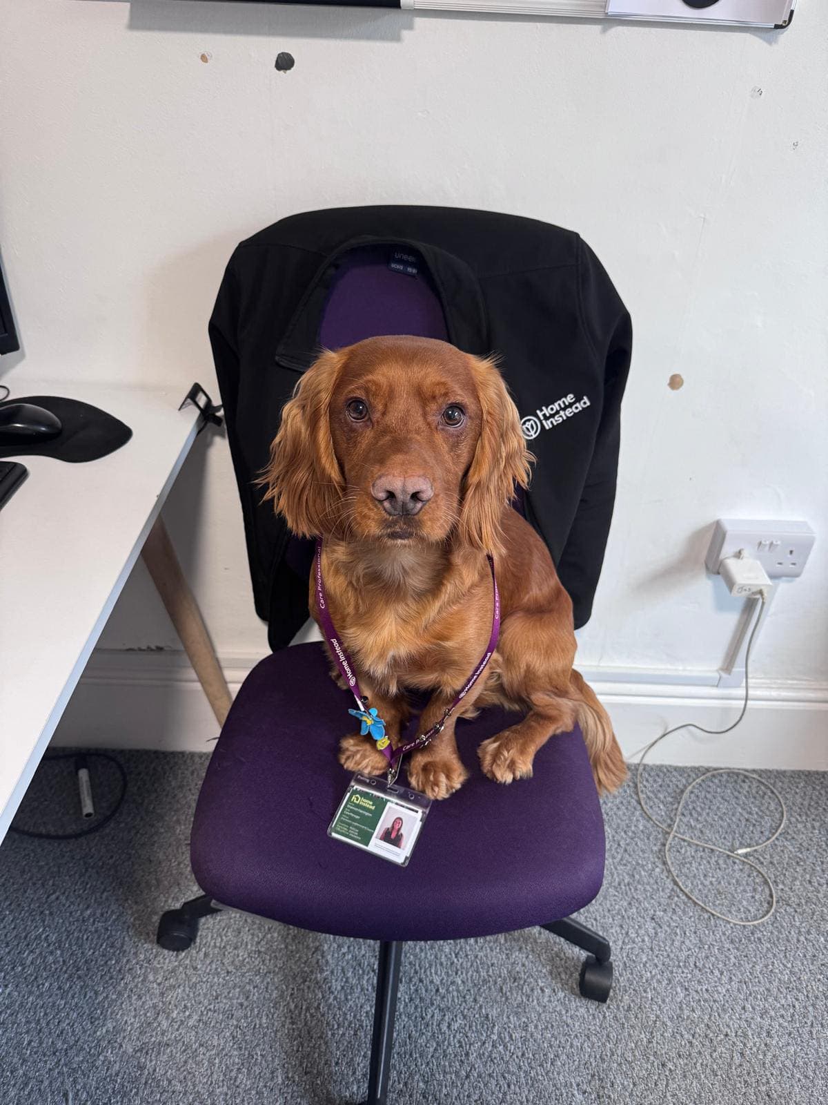 A brown dog with a staff lanyard sits on a purple office chair in front of a desk and computer. - Home Instead