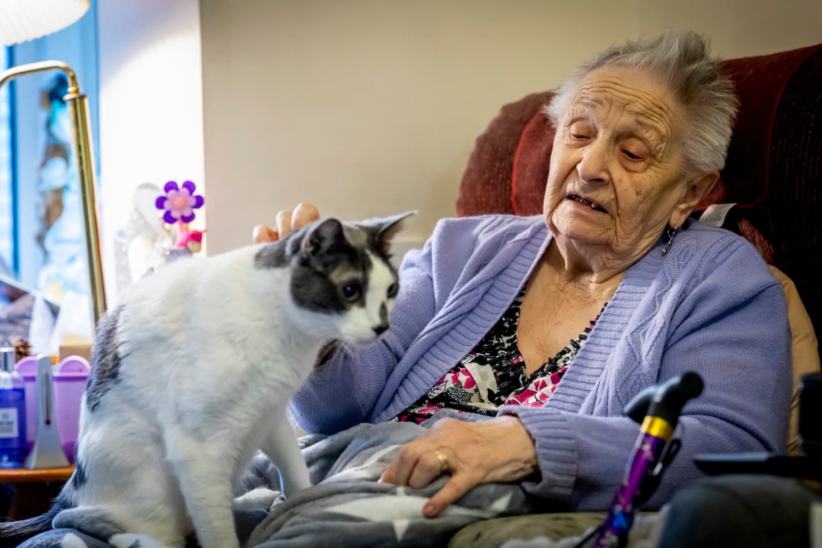 Elderly woman in a purple jumper stroking a white and grey cat on her lap in a cosy room. - Home Instead